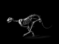 Evolution: A Stunning Monochromatic Exploration of Vertebrate Skeletons by Patrick Gries bones black and white anatomy 