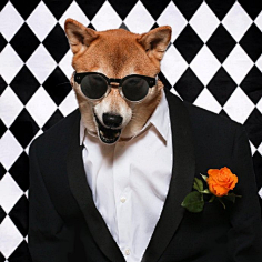 男装狗狗 676767677没有人是一座孤岛e采集到柴犬绅士没有人