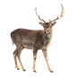 麋鹿 鹿 免抠PNG