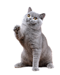 蓝猫1