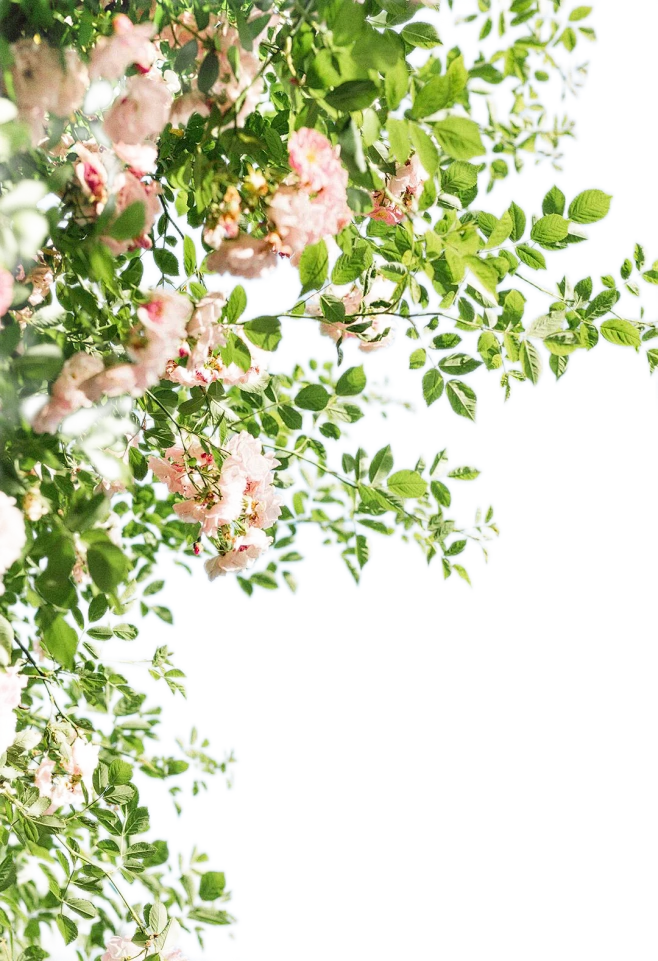 花丛png