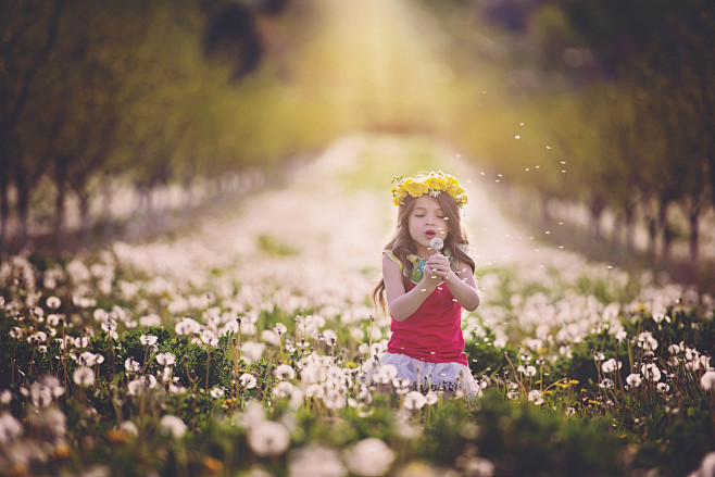 Photograph Dandelion...