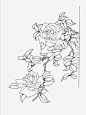 工笔画花卉高清素材 工笔画 牡丹 白描 线稿 花卉 元素 免抠png 设计图片 免费下载 页面网页 平面电商 创意素材