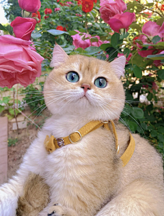 KitPoon采集到cat