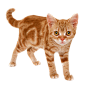 猫（2）【PNG】 - 福星 - 福星的博客