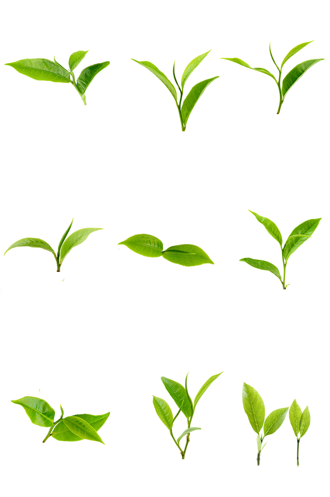 绿茶透明茶树叶茶树绿茶茶叶免扣