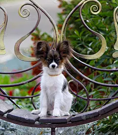 在金属长凳上摆姿势的可爱的小狗犬。