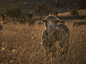5.7 迎向阳光：澳洲受虐羊
在澳洲的「艾德加慈善庇护农场」，被营救的受虐绵羊「彼得」惬意地享受著午后阳光。「我很幸运能在这个庇护所工作，它收容了300多隻家畜，」投稿者凯尔．贝伦说。

「最近逆光影像激发了我的兴趣，我非得自己拍摄看看不可，所以我等到太阳开始西沉，就跑去找这隻在后面围场裡的绵羊，想要拍下这一刻。我抵达时有几千隻的虫在空中飞来飞去，我很担心牠们会破坏画面，但是很快地试拍过一张之后，我很惊讶牠们可以捕捉光线，并在照片上形成美丽的光点。我蹲下来，稍稍移动到阳光照不到的地方，等待好奇的绵羊彼得走