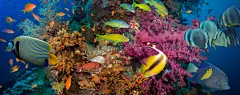 海洋生物设计图片