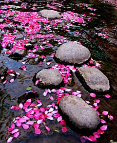 花花ing采集到花池