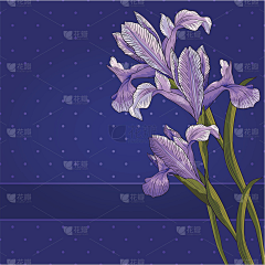 三木马乔采集到鸢尾花