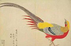 努古拉斯赵5采集到国风