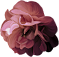 古典优雅手绘油画花卉鲜花插花玫瑰插图插画背景PNG免抠图片素材