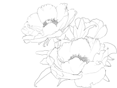 梧鸩采集到花朵线条