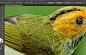 Vector bird illustration process on Behance
