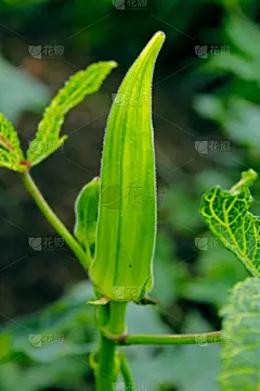 垂直画幅,无人,户外,草药,秋葵,印度,田地,植物,农业,蔬菜