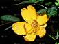 黄花(正面)