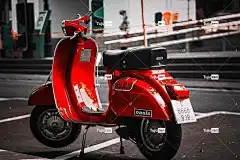 胡蜂 桌面背景 4K壁纸1920X1080 4K壁纸 全高清壁纸