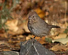 峡谷Towhee秋日