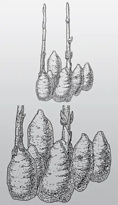 原创黑白天麻中草药药材插画包装设计素材