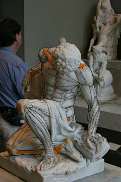 没事可以看看这种健美动作的肌肉是什么样的结构，画的时候才更容易~（图AnatoRef） #插画艺术作品# ​​​​