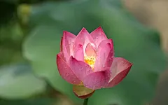 荷花写真高清壁纸桌面壁纸3