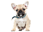 斗牛犬PNG.png