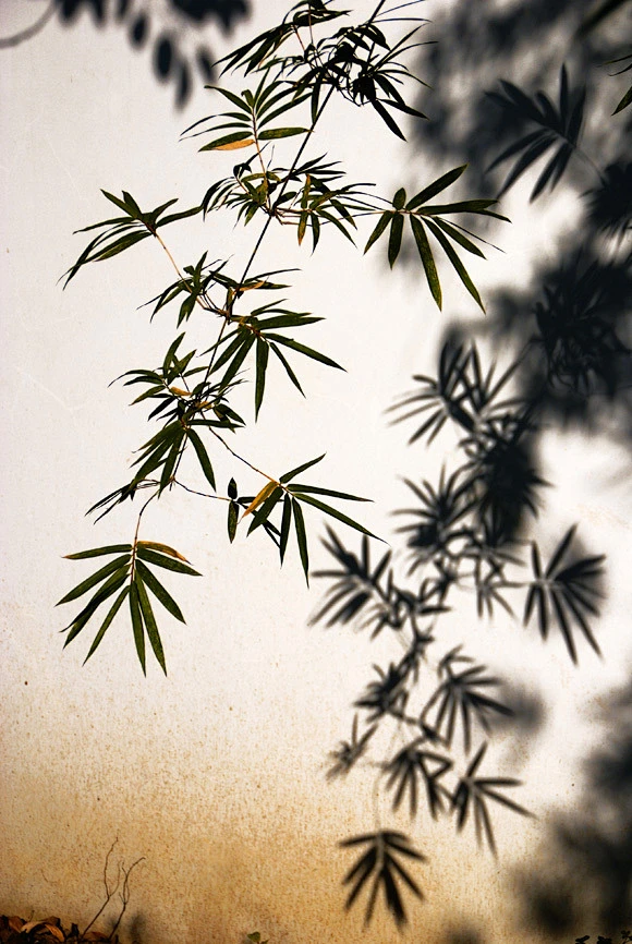 青竹-花瓣网