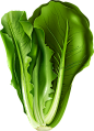 新鲜蔬菜大全图片png免抠元素背景素材青菜田园果蔬