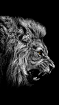 Angry Lion - The iPhone Wallpapers: 