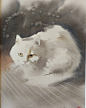 #水彩#  猫   |   Konstantin Sterkhov 绘画作品