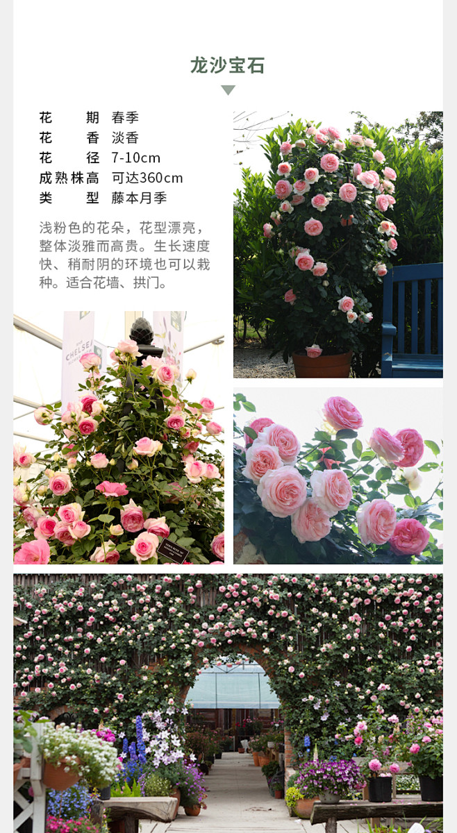 海蒂的花园海妈家夫人蓝色阴雨龙沙冰山爆花攀援爬藤拱门花墙月季-淘宝网