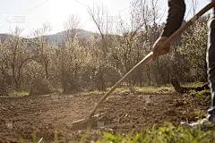 用耙子把土耙干净，清理花园