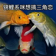 锦鲤表情包