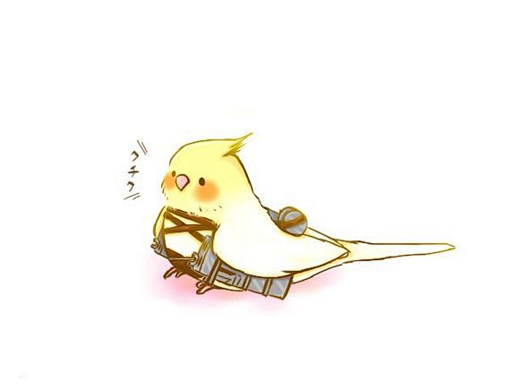 图片回复收集的一些卡通版玄凤鹦鹉玄凤鹦鹉吧百度贴吧