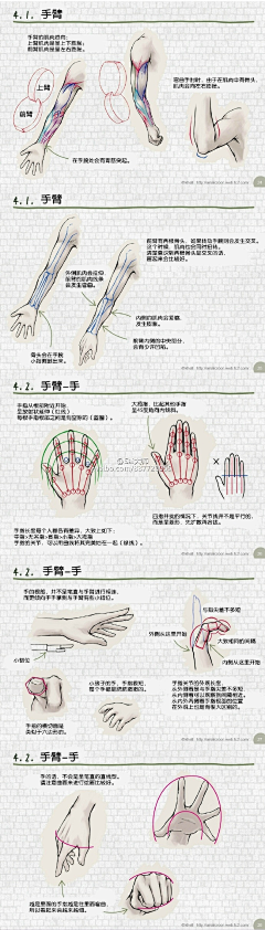 Mad丶Eve采集到人体结构