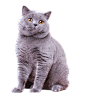 猫咪png (10)