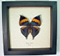 The Purple Orange Oak leaf butterfly Kallima inachus butterfly comes in a handmade real butterfly shadowbox insect collection Display