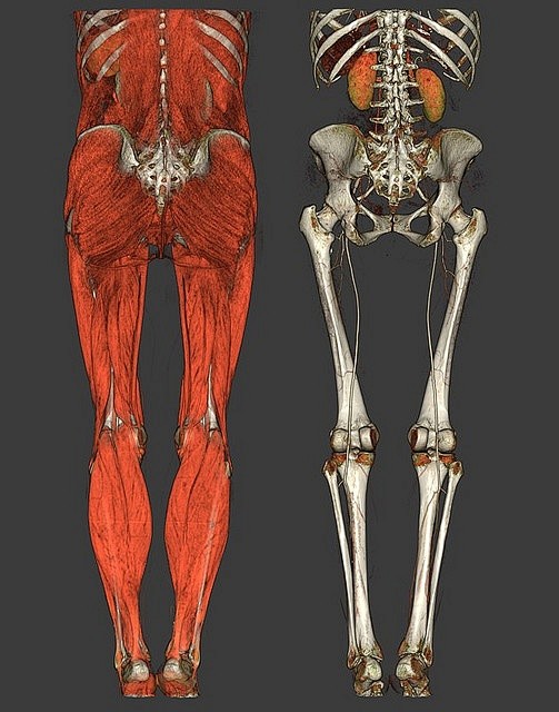 Lower torso | anatom...