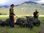 藏香猪 黑猪 西藏黑猪 生长环境 实拍 场景图 