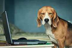点击来源直接获取大图文件 |笔记本电脑旁有趣的困倦比格犬