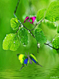 Bright butterflies