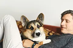 点击来源直接获取大图文件 |young man owner petting the dog, resting with his pet at home on couch, spending time together, cute Welsh Corgi puppy looking funny. Concept friendship with dog and human, cute moments, relaxing
