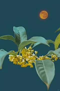 听说白露换桂花壁纸招财！！