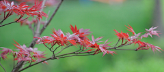 请叫我花仙zi采集到花好月圆