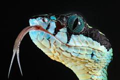清香阁采集到动物——蛇