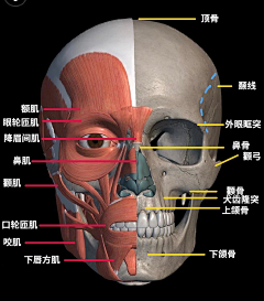 slife涂采集到头部结构/头部知识