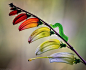 Oruga | Smashing Picture