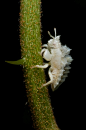 languid-fervor:

Ambush Bug nymph
