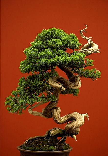 | Bonsai | Flickr
#盆...